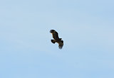 Greater Spotted Eagle (Aquila clanga)
