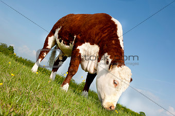 Cow Grazing