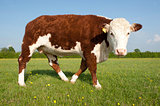 Single Hereford Cow