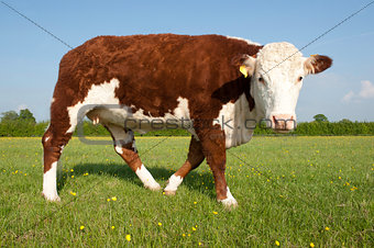 Single Hereford Cow