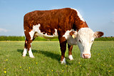 Hereford COw