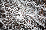 Many branches as a texture in winter