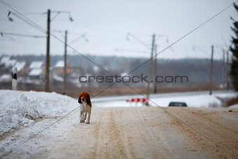 Country winter road and dog