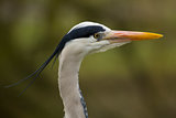 Great Blue Heron - profile head shot