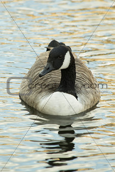Canadian Goose in Water