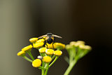 Tachinid Fly on Curry Flower