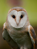 Portrait of a barn owl (Tyto alba)