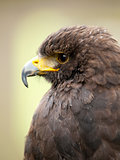 Portrait of a young steppe eagle (Aquila nipalensis)
