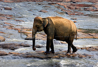  Indian elephant