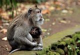 Family of monkeys