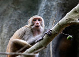 Portrait of the sad monkey. Park of monkeys in Indonesia. Bali