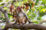 Portrait of the sad monkey. 
