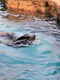 gray seals water