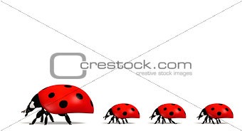 Ladybugs in a horizontal row