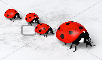 Ladybugs in a row