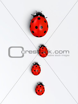 Ladybugs in a vertical row