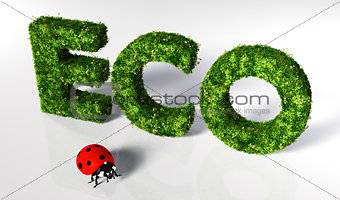 Ladybug with eco text