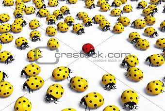 Red ladybug outnumbered