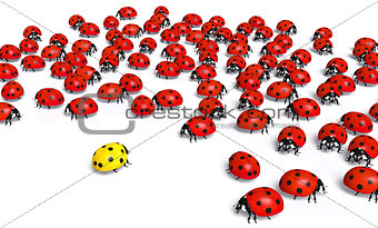 Outnumbered yellow ladybug