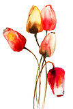 Tulips flowers 