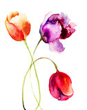 Beautiful Tulips flowers, Watercolor painting 