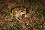 Common toad sitting in the grass