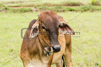 Cow and grass