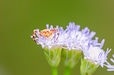 Crab spider in green nature