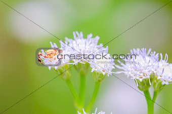 Crab spider in green nature