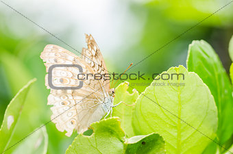 Little butterfly in the nature