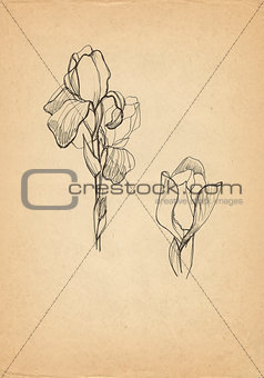 Iris flower drawing on old paper