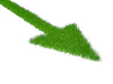 grass green pointer on a white background