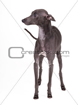 Italian greyhound gray