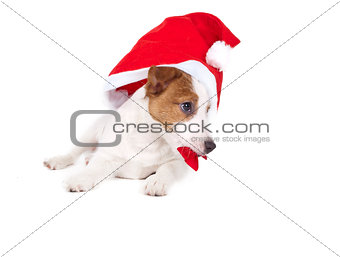 Jack Russell Terrier in the studio on a white background