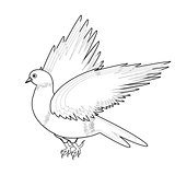 A monochrome sketch of a bird