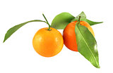 bright tasty tangerines
