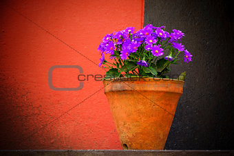 Purple flowers on red and black background