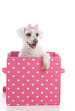 Cute little dog in a pink and white love heart box