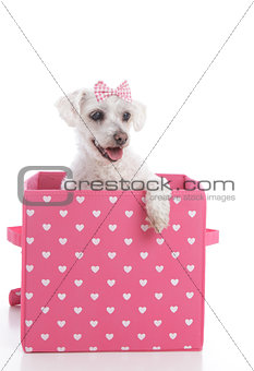 Cute little dog in a pink and white love heart box