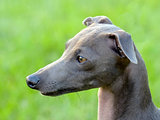 The portrait of Italian Greyhound