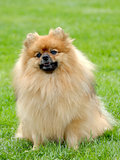 The portrait of Pomeranian dog