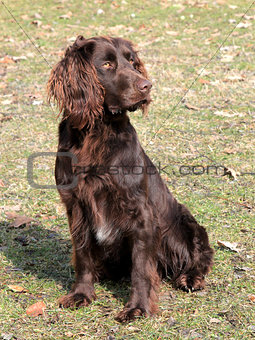 Brown German Spaniel dog 