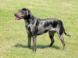 Typical Louisiana Catahoula dog