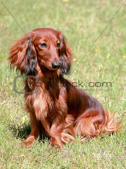 Dachshund Standard Long-haired Red dog