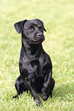Portrait of black Patterdale Terrier dog