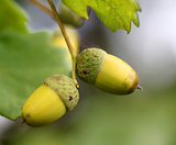Green acorns on the oak branches