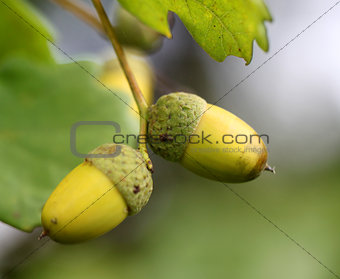 Green acorns on the oak branches