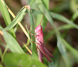Pink grasshopper in the grass