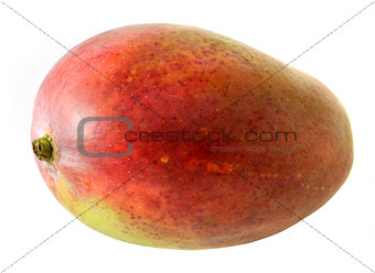 Large mango fruit on white background
