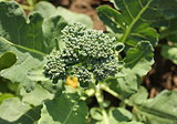 Healthy young broccoli plant growing in garden